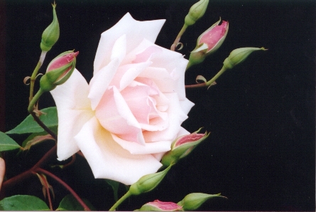 aros� vos yeux avec de belles photo de la nature symbole de la gaiet� l'amour l'espoir